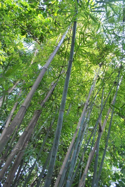 崖州竹植物图片(2张)
