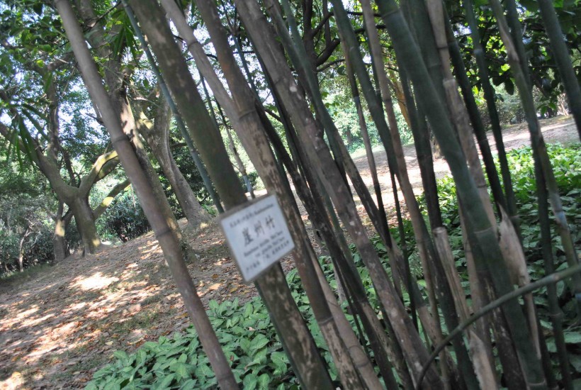 崖州竹植物图片(2张)