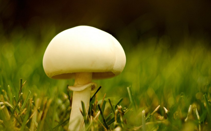 野生的蘑菇图片(7张)