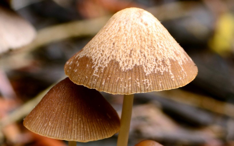 野生的蘑菇图片(7张)