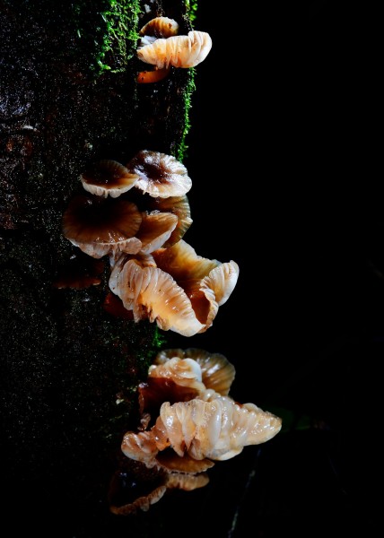 野生蘑菇图片(16张)