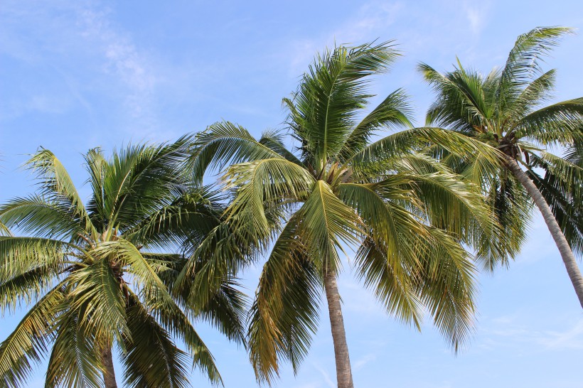 海边椰树图片(15张)
