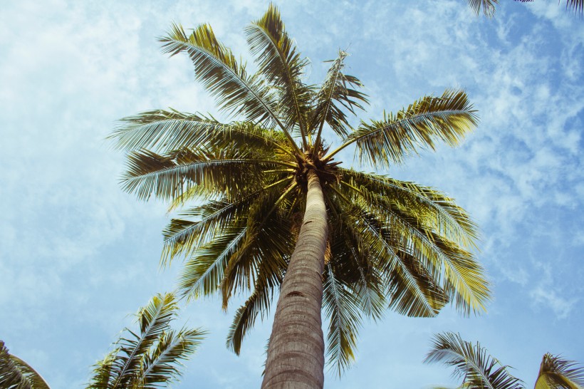 热带海边的椰树图片(11张)