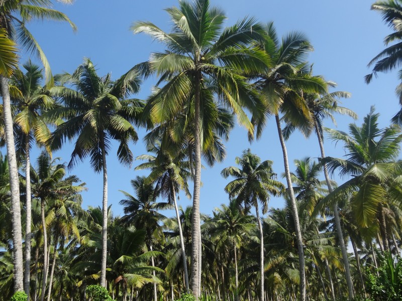 一小片椰树林图片(14张)