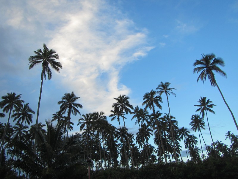 一小片椰树林图片(14张)