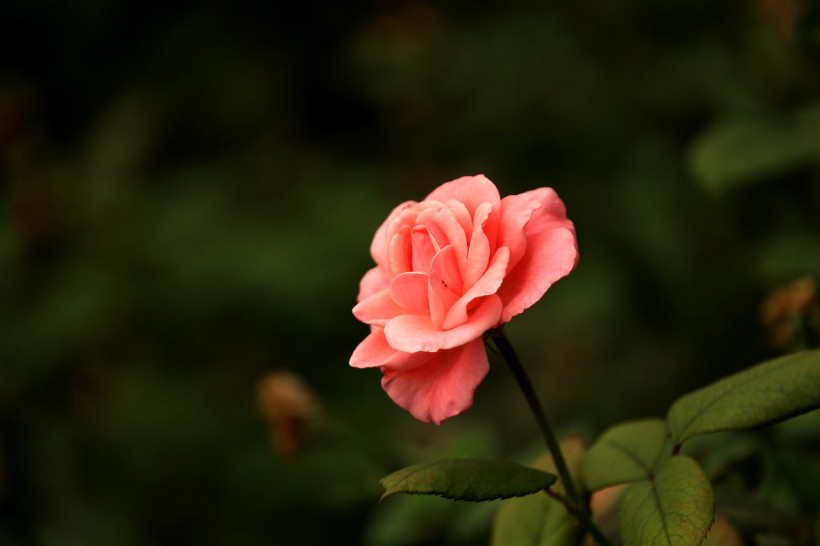 各种颜色的月季花图片(20张)