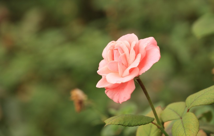 各种颜色的月季花图片(20张)