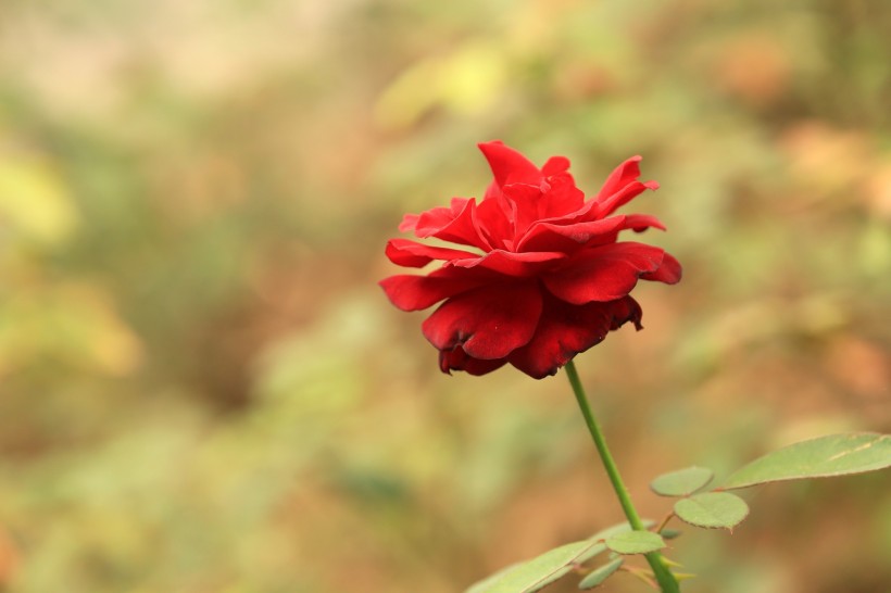 各种颜色的月季花图片(20张)