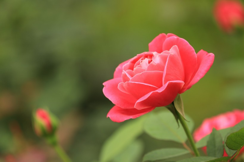 各种颜色的月季花图片(20张)