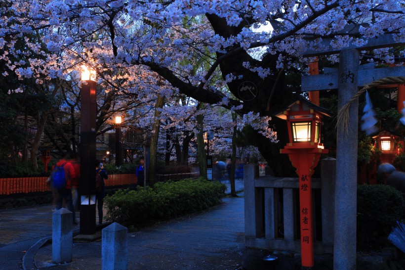 夜晚的樱花图片(9张)