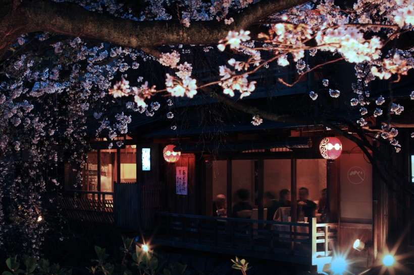夜晚的樱花图片(9张)