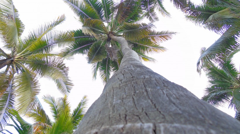 低海拔生长的椰子树图片(10张)