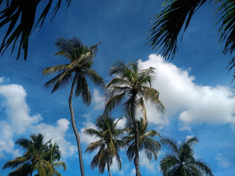 黄椰 / 椰子树图片(14张)
