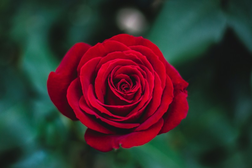 一朵娇艳的红玫瑰图片(13张)