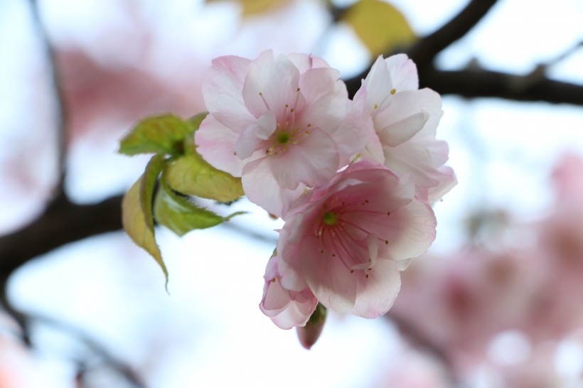 粉色的樱花图片(17张)