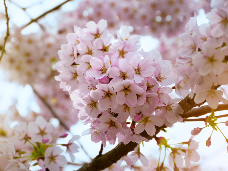 唯美好看的白色樱花图片(9张)