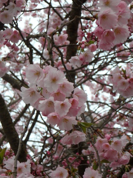 春天粉色的樱花图片(9张)