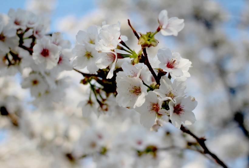 白色樱花图片(6张)