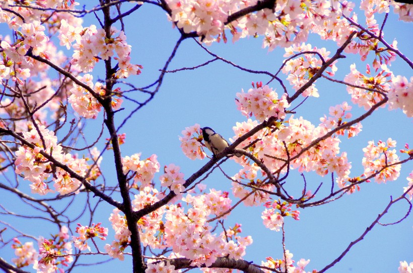 樱花树图片(58张)