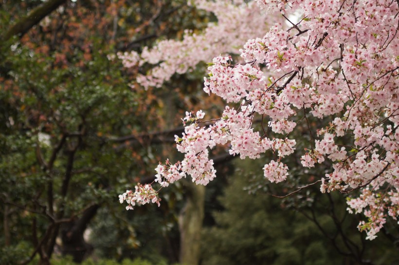 绚烂的粉色樱花图片(10张)