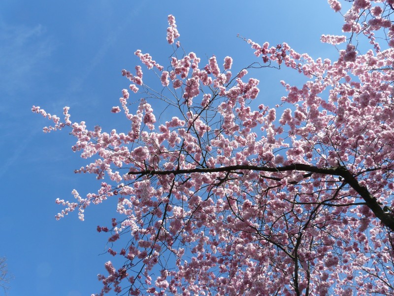树枝上美丽的樱花图片(13张)