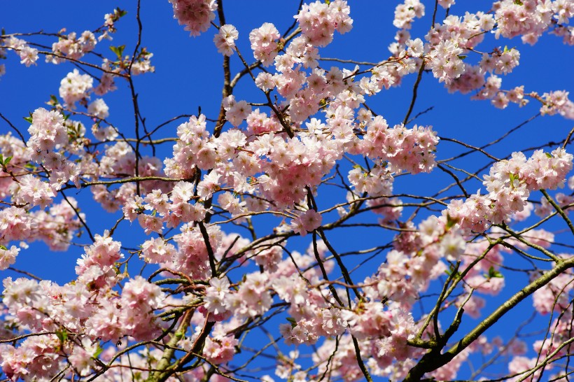美丽的樱花图片(11张)