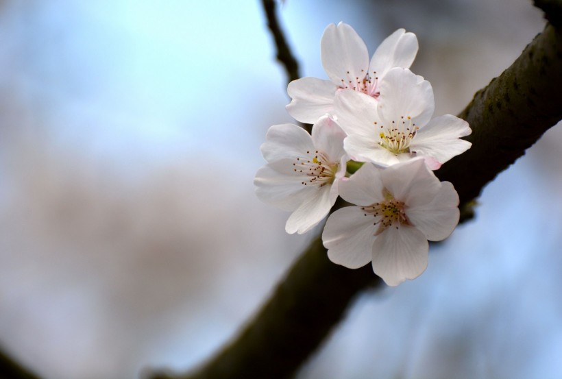 白色樱花图片(15张)