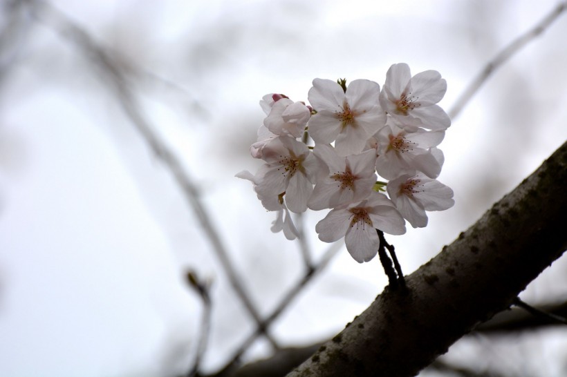 白色樱花图片(15张)