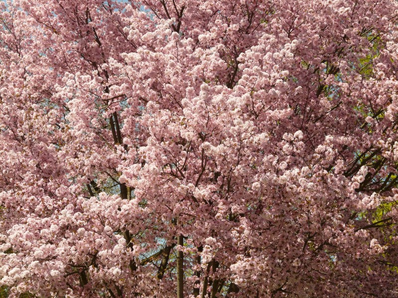 绚烂的粉色樱花图片(10张)