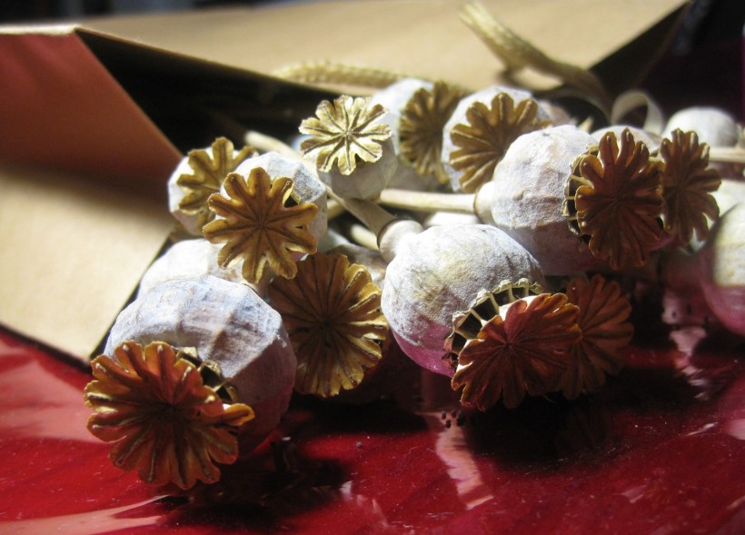 唯美的罂粟花图片(9张)