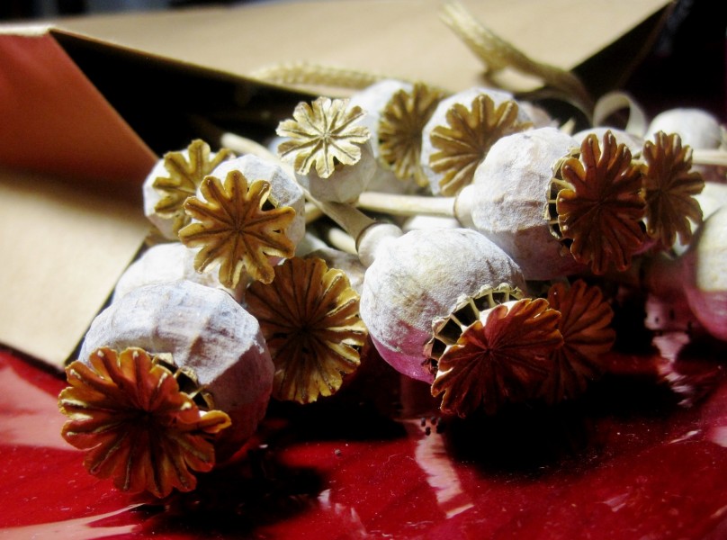 唯美的罂粟花图片(9张)
