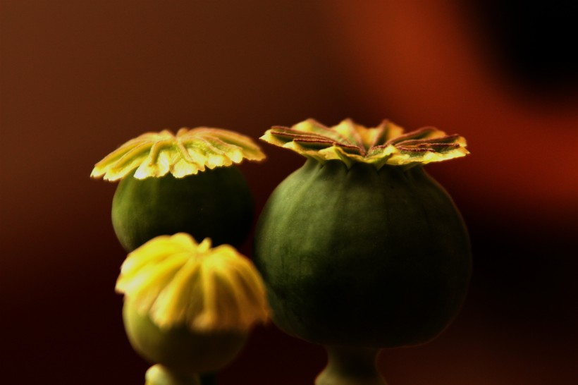绿色的罂粟果实图片(14张)