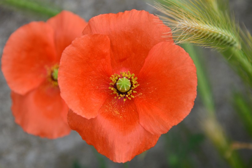艳丽的红色罂粟花图片(17张)