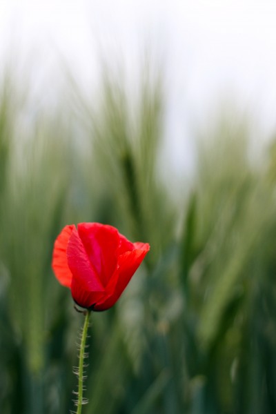 红色罂粟花图片(10张)