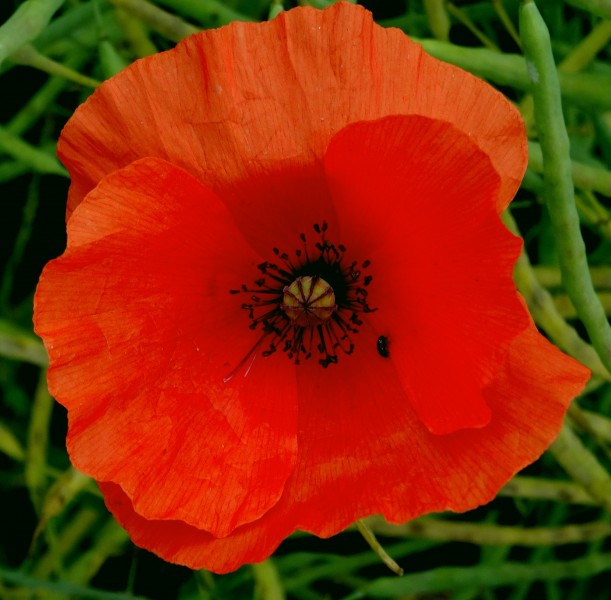 艳丽的红色罂粟花图片(17张)