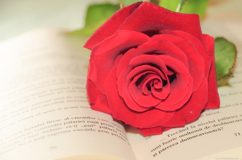 英语书上的红色玫瑰花图片(11张)