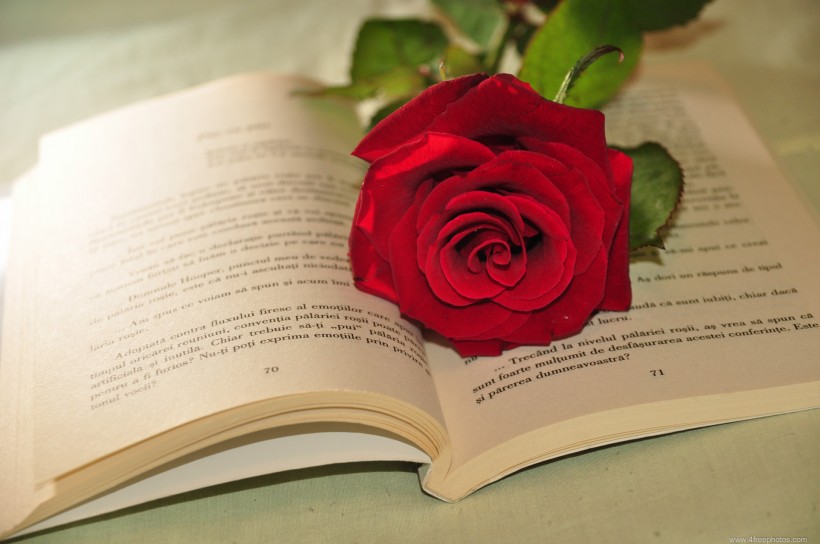 英语书上的红色玫瑰花图片(11张)