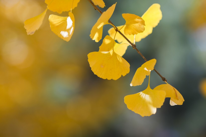 秋天如金色蝴蝶的银杏叶图片(10张)