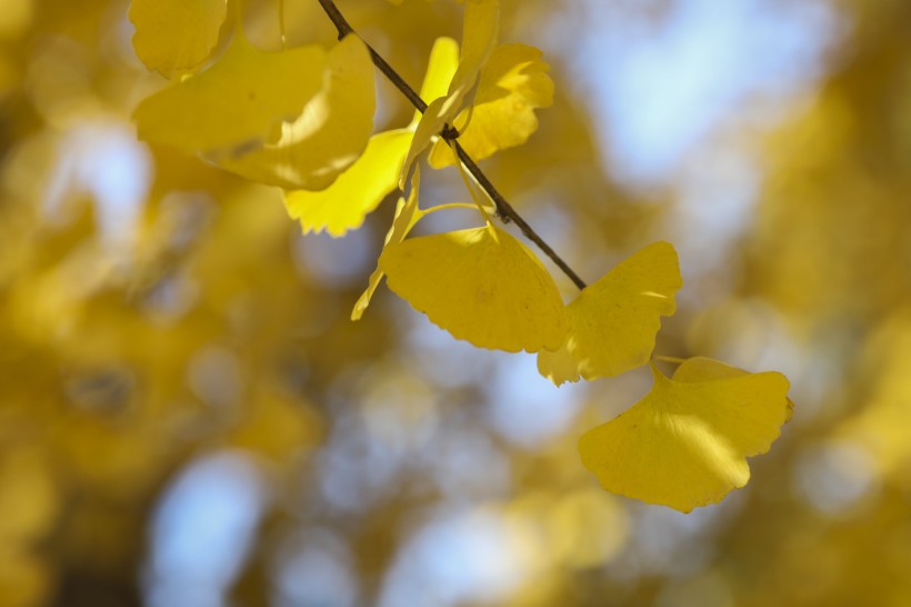 秋天金色的银杏叶图片(12张)
