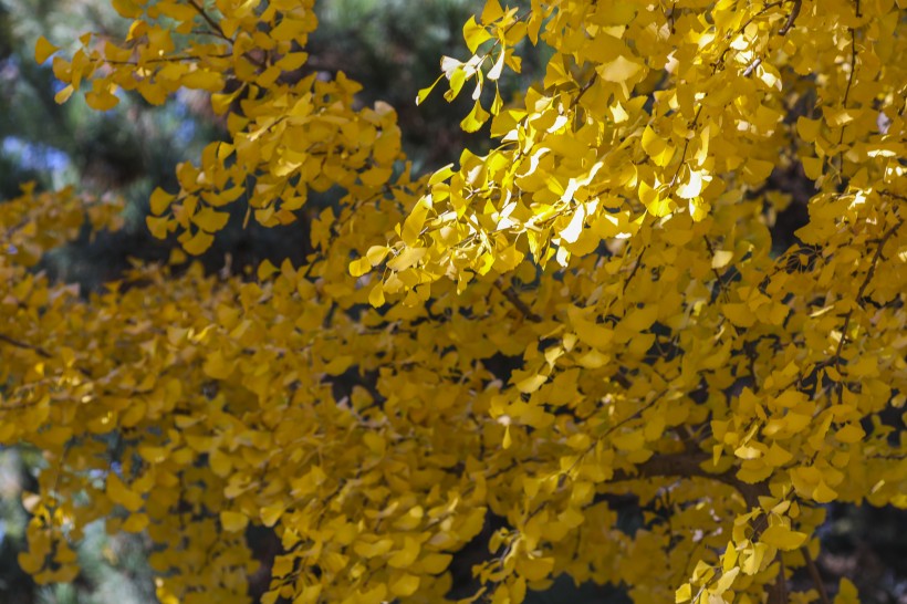 秋天如金色蝴蝶的银杏叶图片(10张)