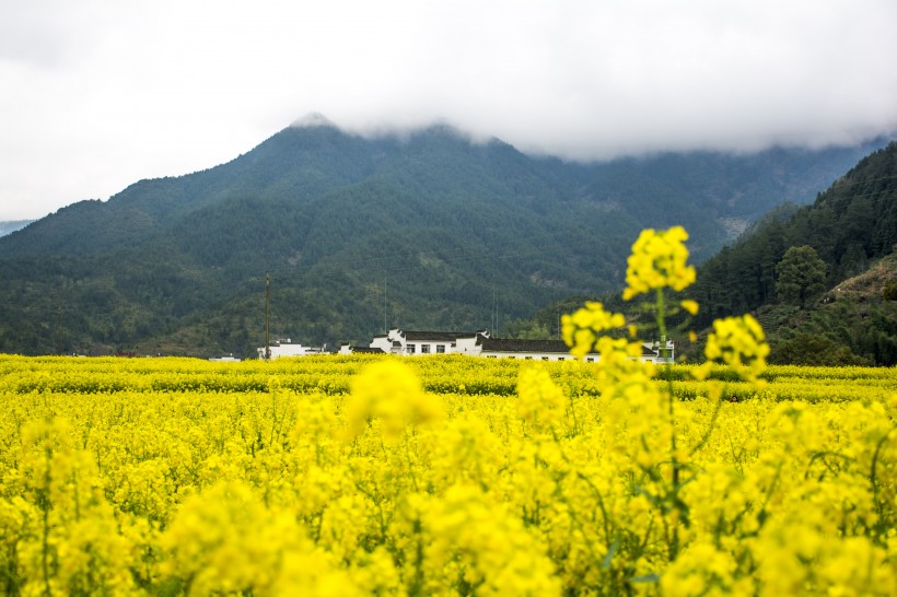 一望无际的金黄油菜花图片(10张)