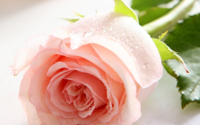 优雅的玫瑰花图片(14张)