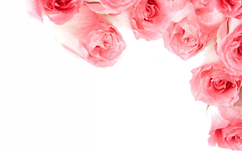优雅的玫瑰花图片(14张)
