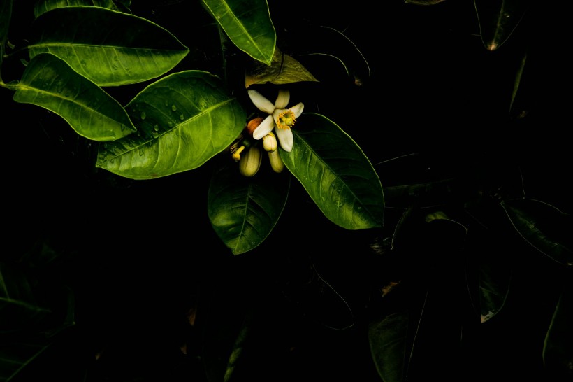 柚子花图片(20张)