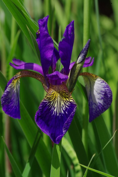 紫色鸢尾花图片(11张)