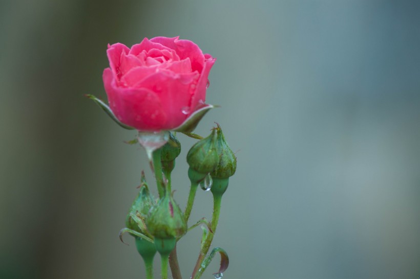 花园里的月季花图片(20张)