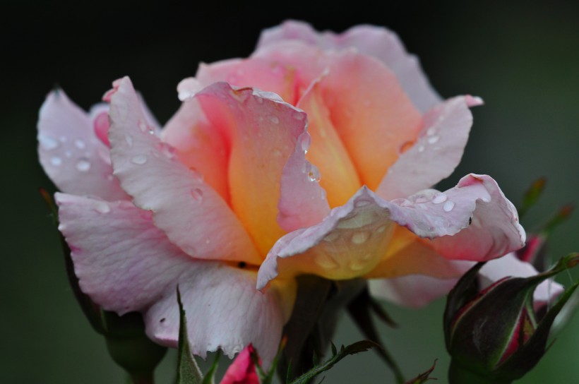 雨后的月季花图片(20张)