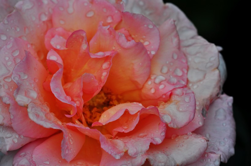 雨后的月季花图片(20张)