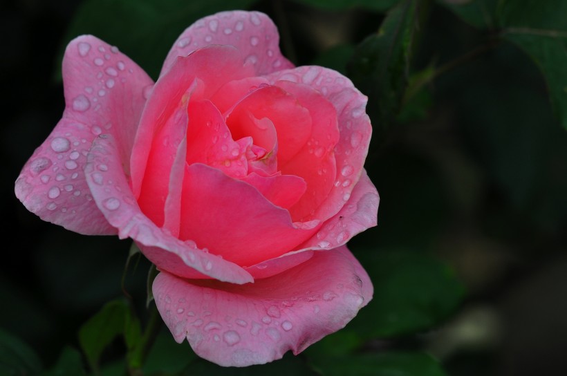 雨后的月季花图片(20张)