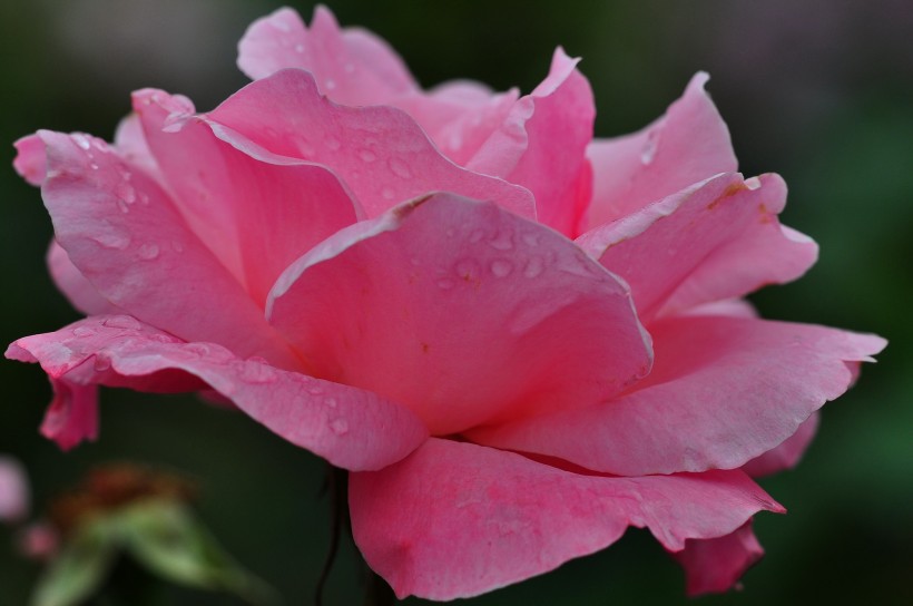 雨后的月季花图片(20张)